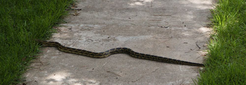 snake crossing sidewalk